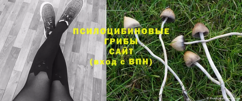 наркотики  Муром  Галлюциногенные грибы Psilocybe 